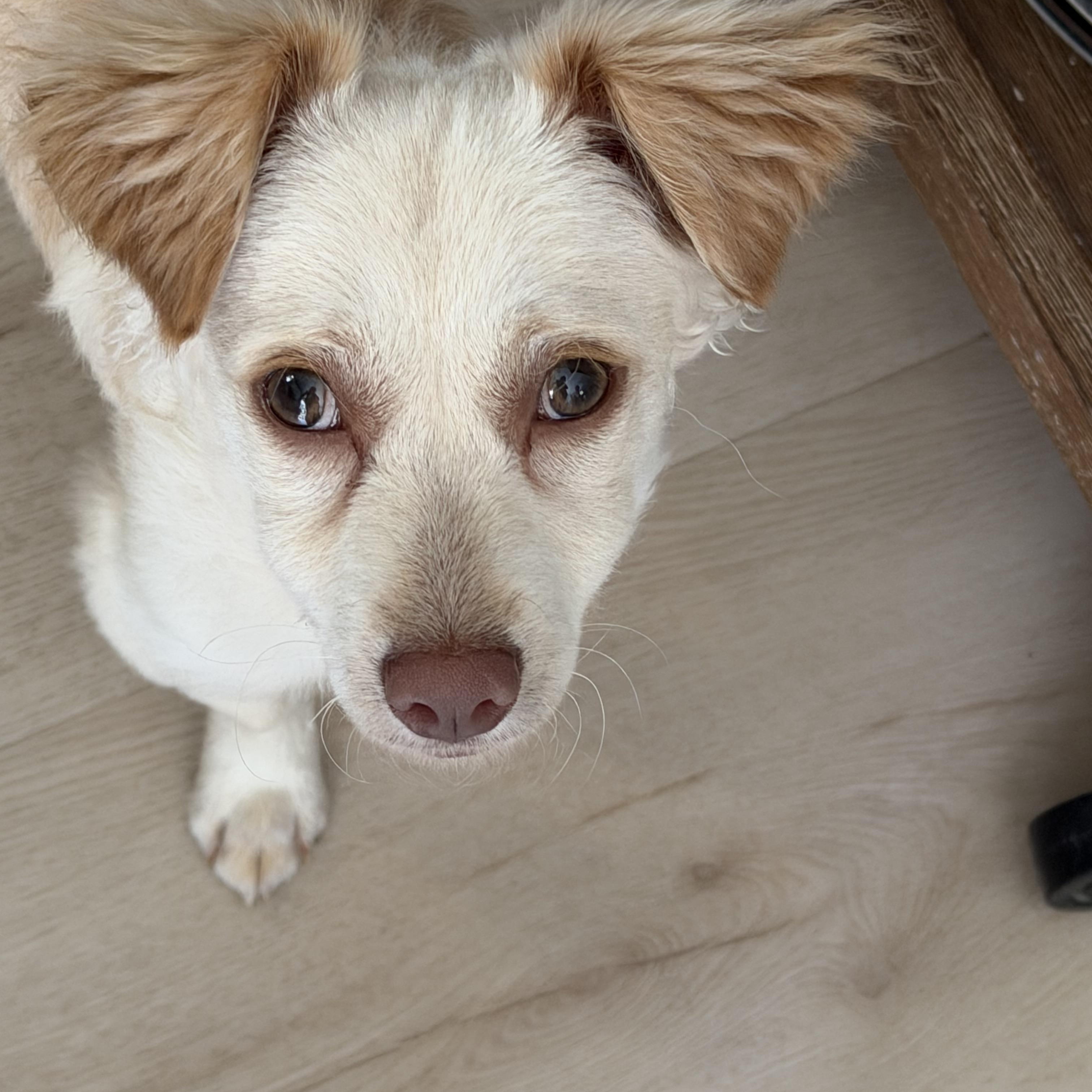 Enlarge Rudy(in foster), a Adopted Mixed Breed in Myrtle Beach, SC image 2/5