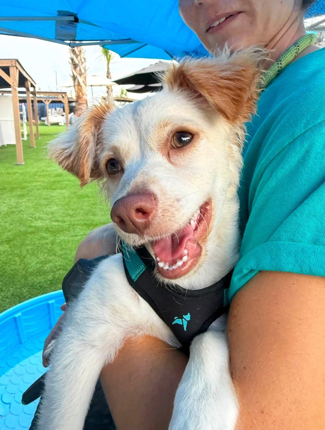 Enlarge Rudy(in foster), a Adopted Mixed Breed in Myrtle Beach, SC image 5/5