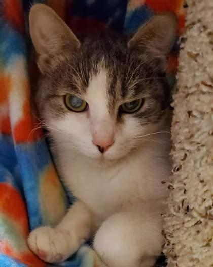 Curi, Adoptable, Adult Female Domestic Short Hair & Domestic Short Hair.