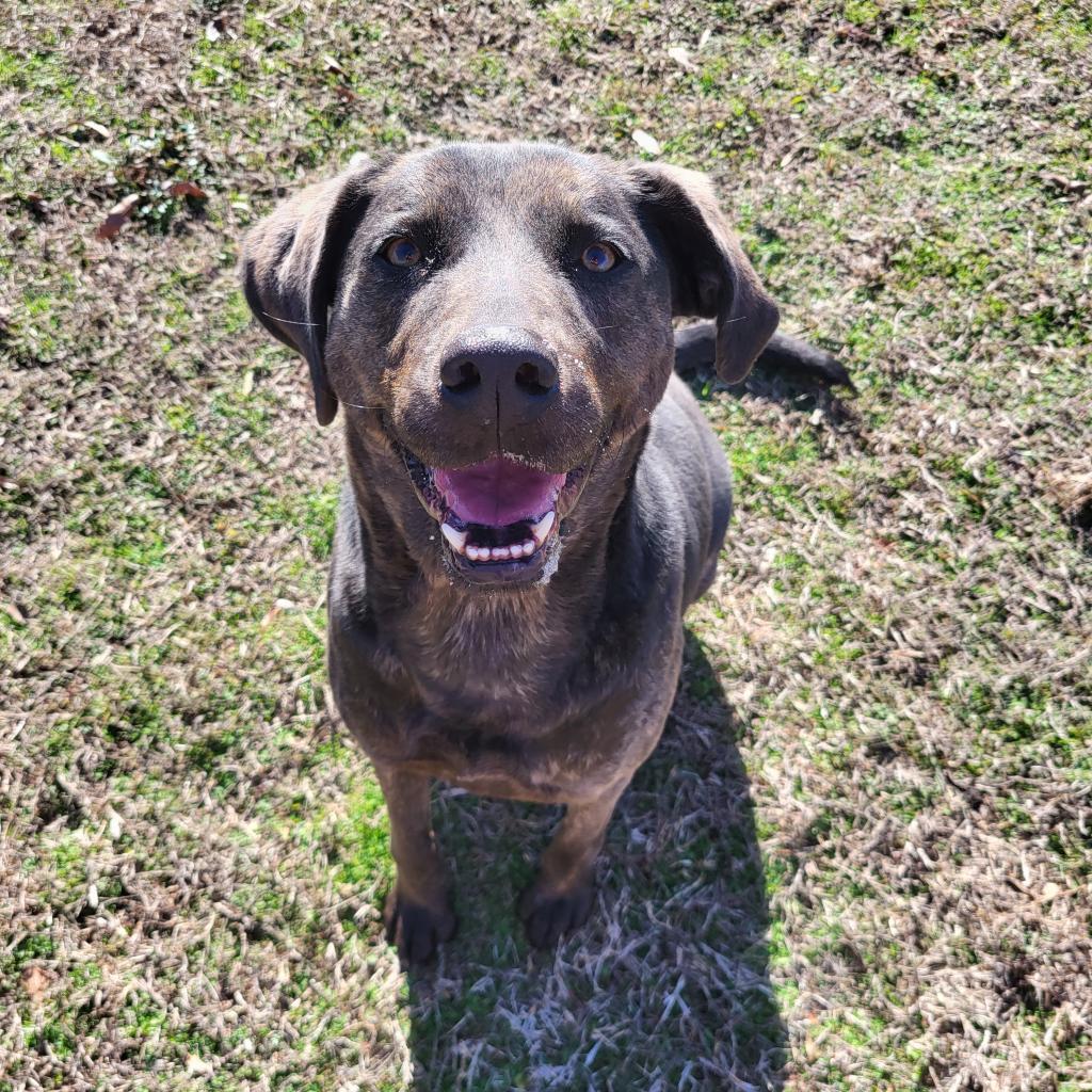 Misha, Adoptable, Adult Female Mixed Breed.