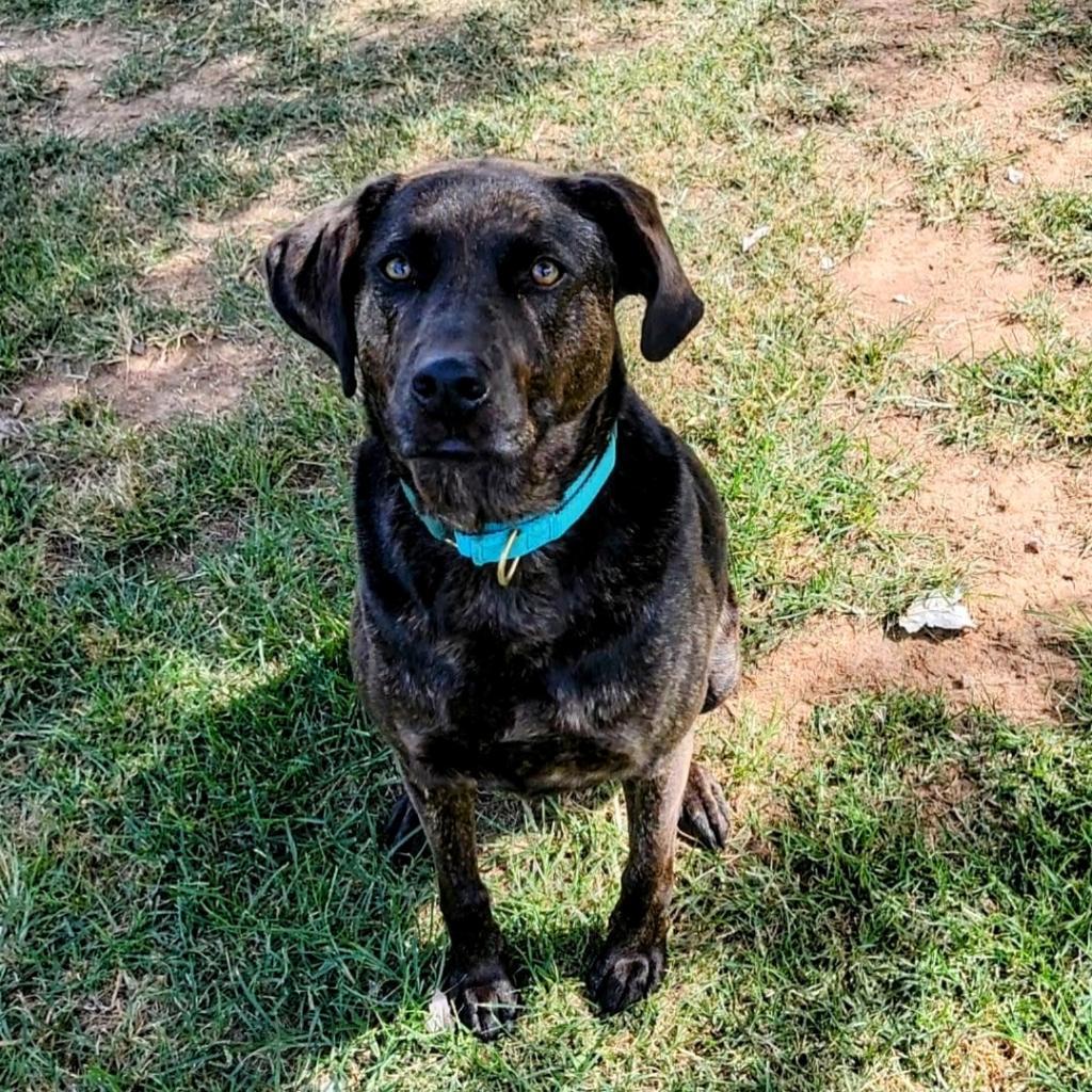 Misha, a Adoptable Mixed Breed in Tanner, AL image 2/2