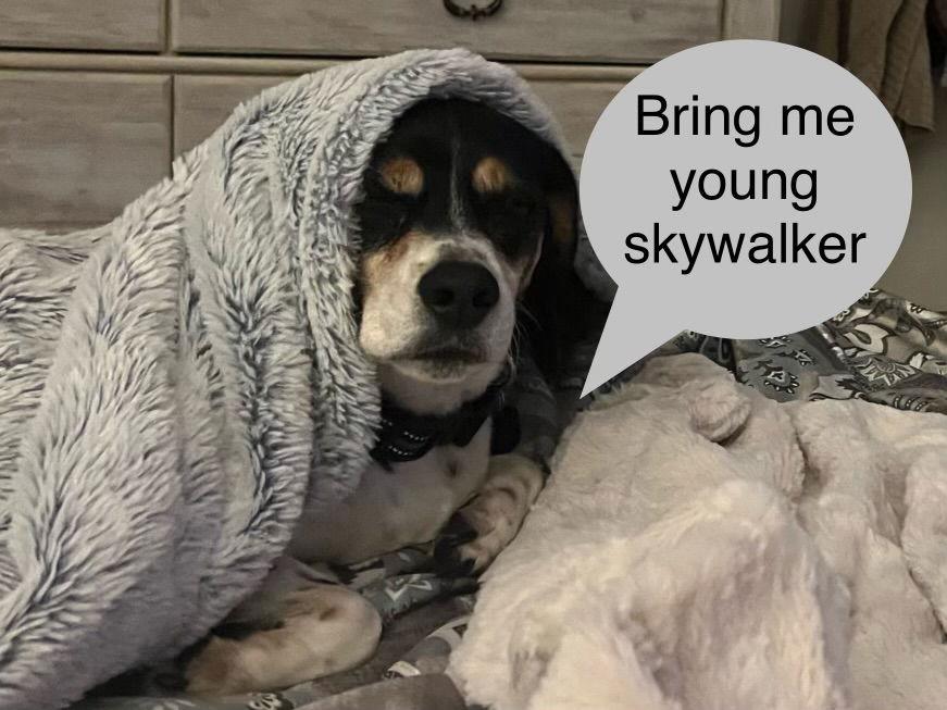 Enlarge Jeepers, a Adoptable Beagle in Orange, CA image 2/3