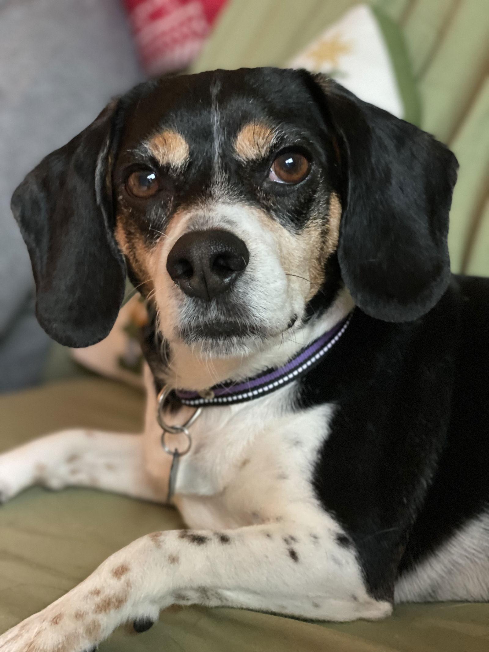Enlarge Jeepers, a Adoptable Beagle in Orange, CA image 1/3