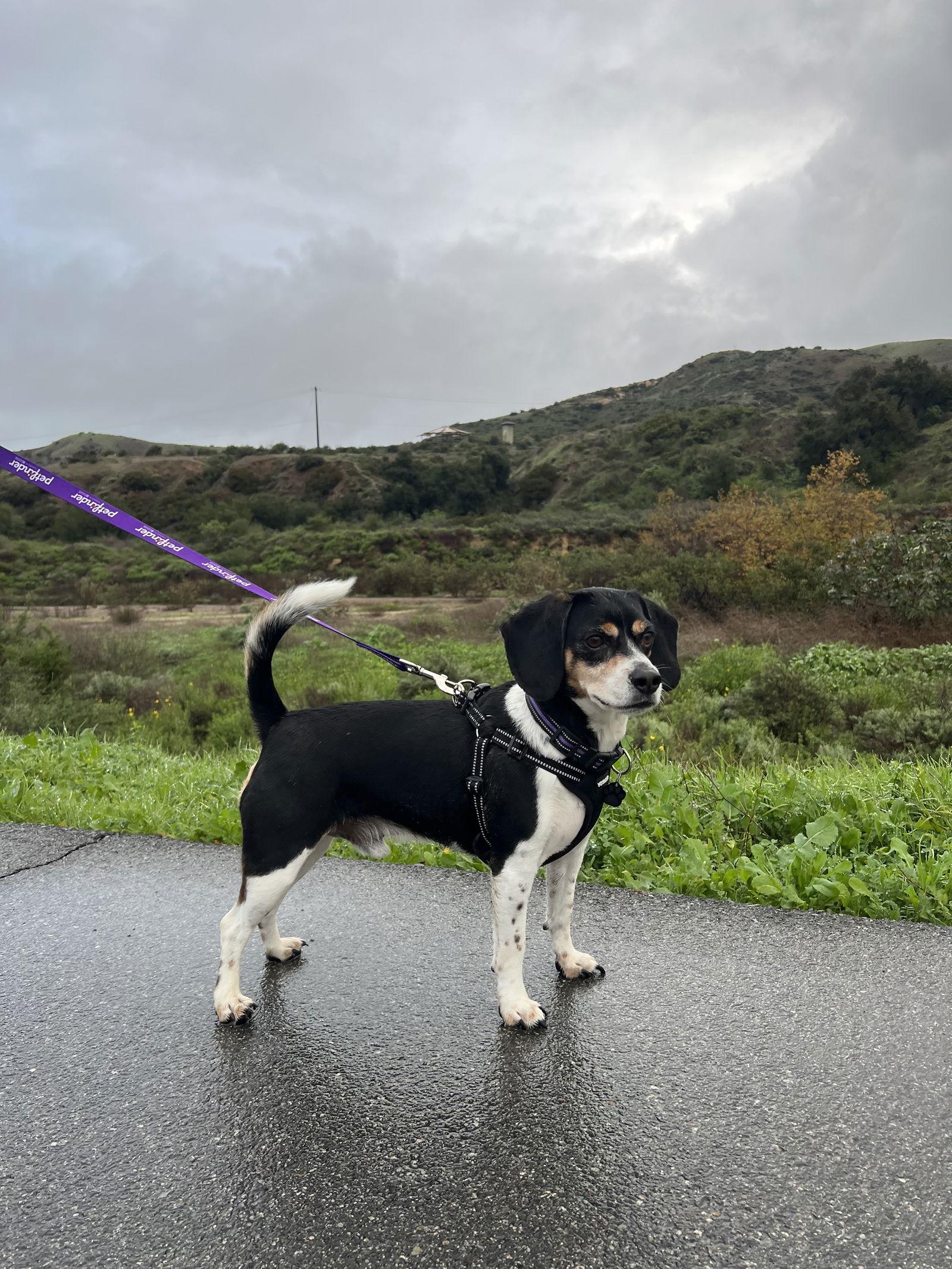 Enlarge Jeepers, a Adoptable Beagle in Orange, CA image 3/3