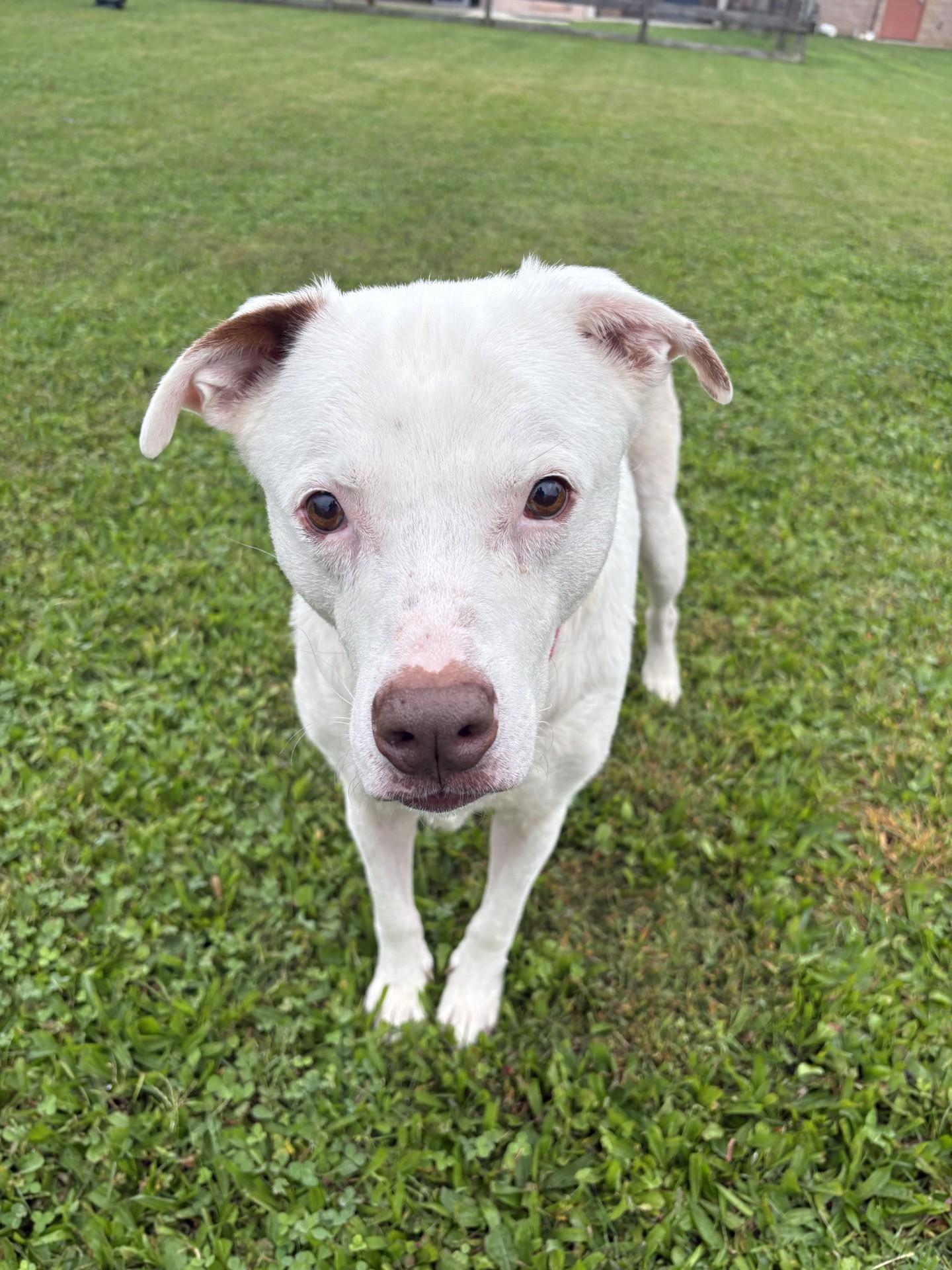 Enlarge Bob, a Adoptable mixed breed in New Hope, PA image 3/4