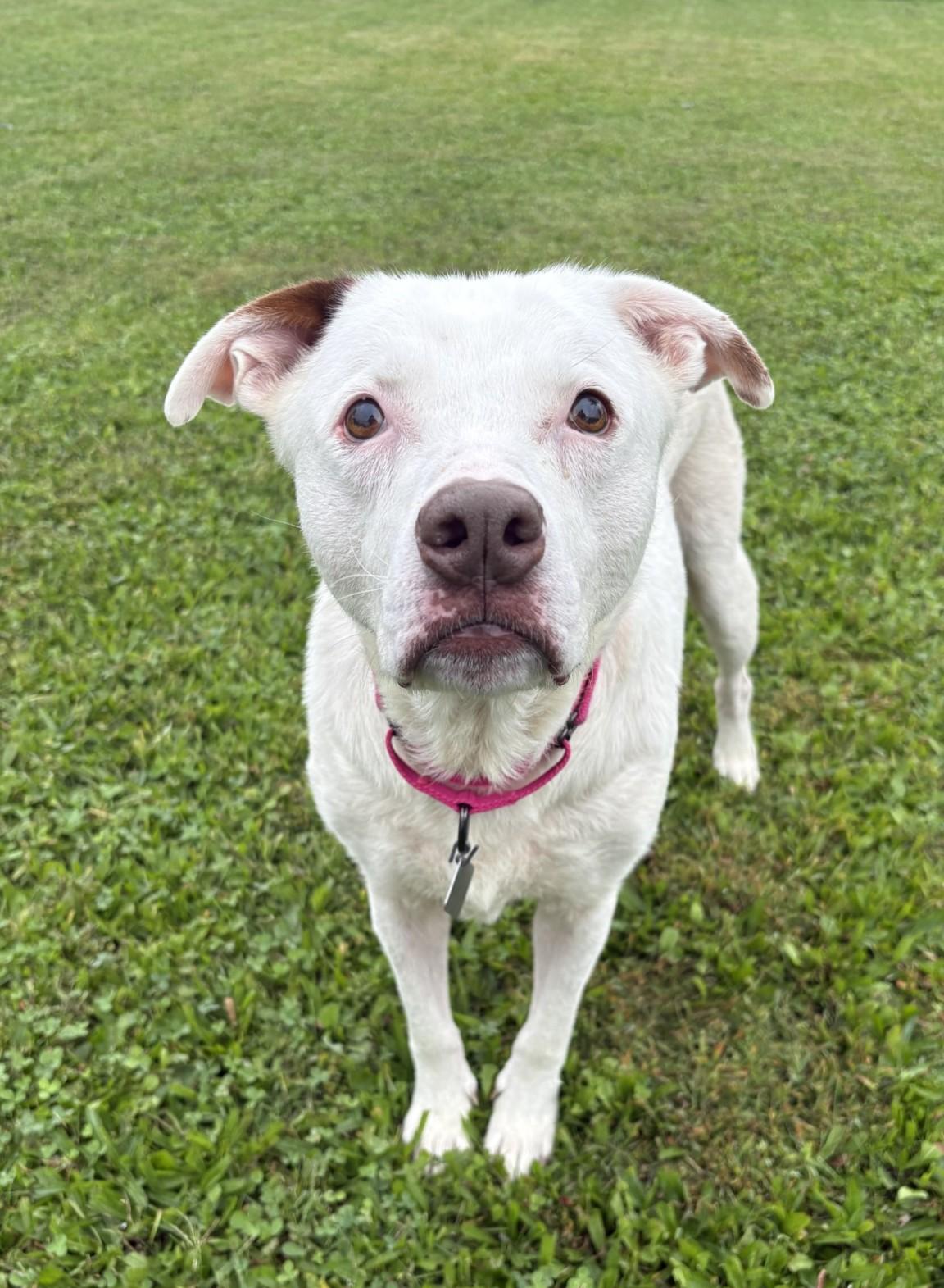 Enlarge Bob, a Adoptable mixed breed in New Hope, PA image 2/4