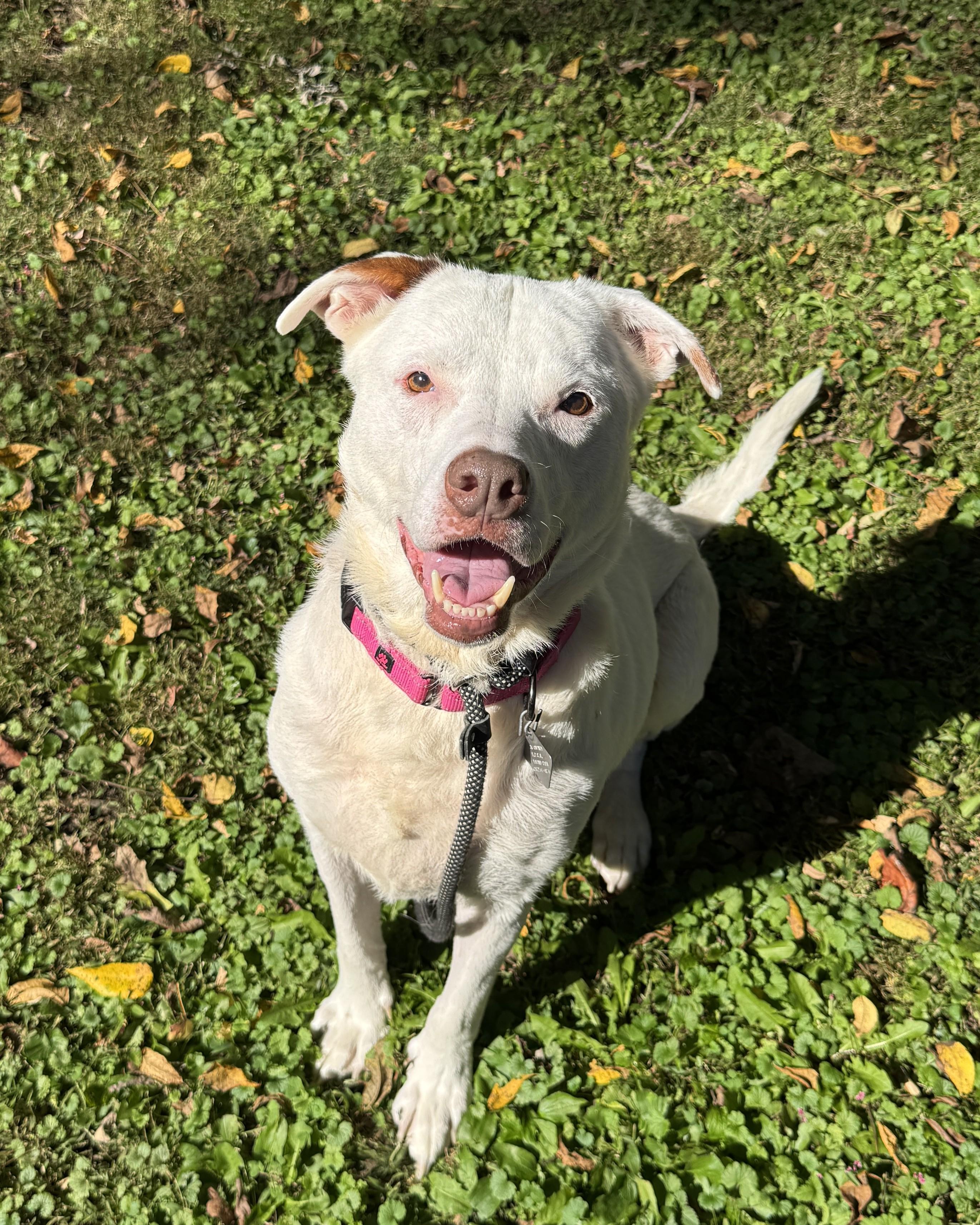 Enlarge Bob, a Adoptable mixed breed in New Hope, PA image 1/4