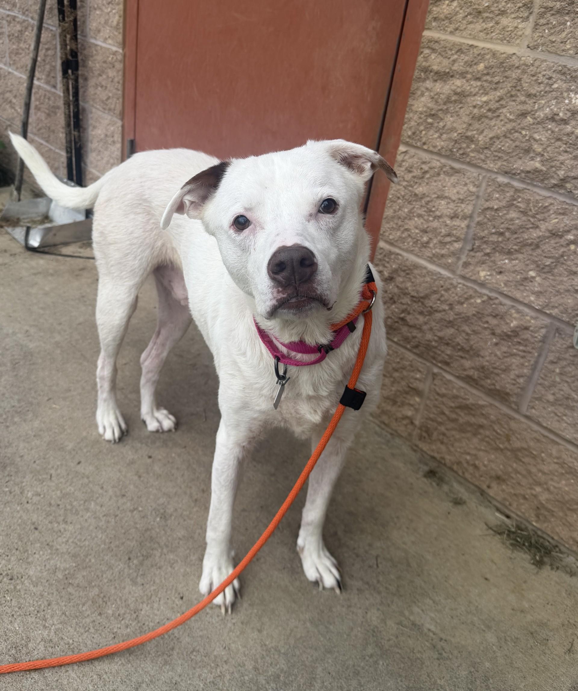 Enlarge Bob, a Adoptable mixed breed in New Hope, PA image 4/4