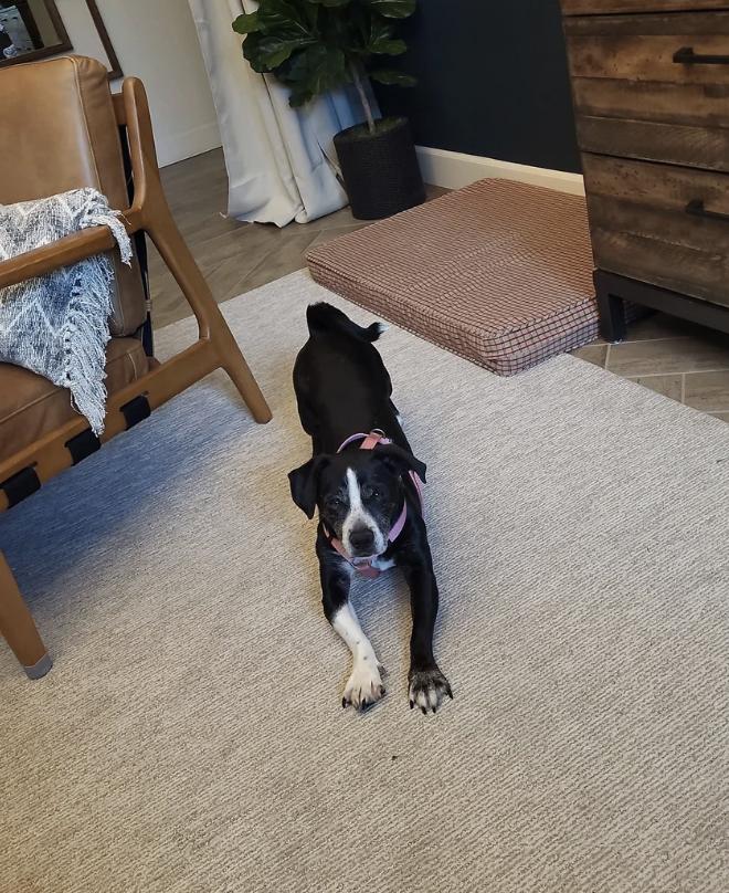 Flopsy, a ADOPTABLE mixed breed in Davis, CA image 2/5