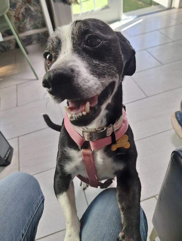Flopsy, a ADOPTABLE mixed breed in Davis, CA image 4/5