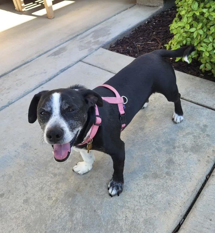 Flopsy, a ADOPTABLE mixed breed in Davis, CA image 3/5