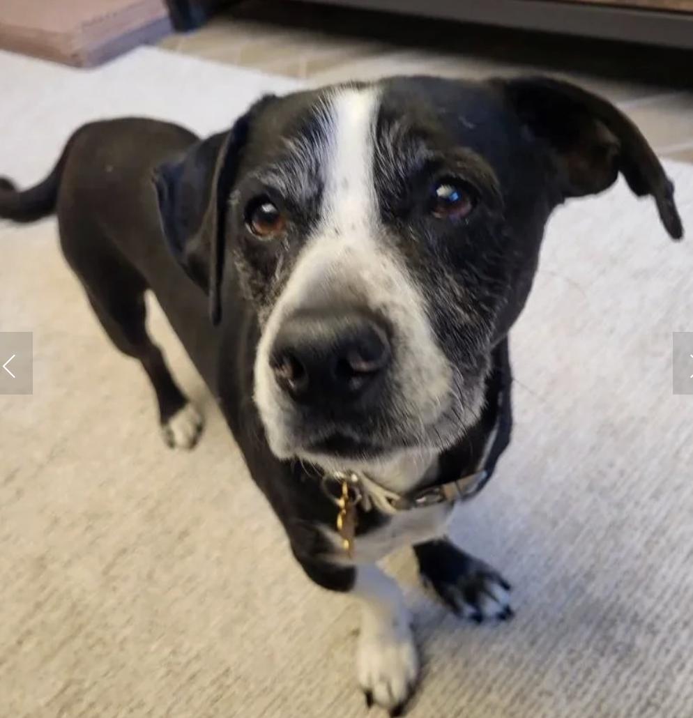 Flopsy, a ADOPTABLE mixed breed in Davis, CA image 1/5