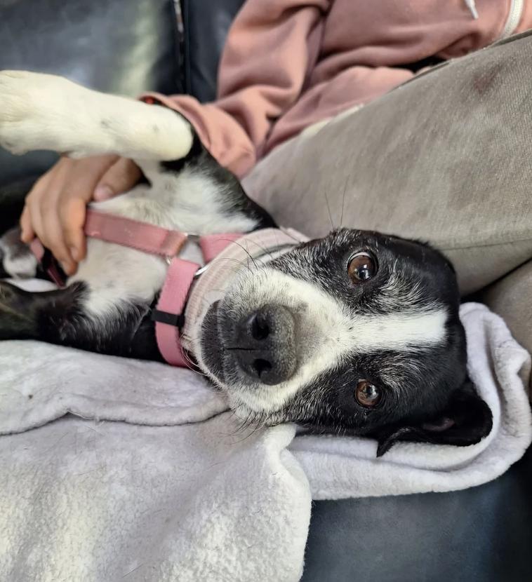 Flopsy, a ADOPTABLE mixed breed in Davis, CA image 5/5