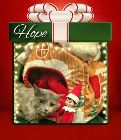 Hope, Adoptable, Adult Female Domestic Short Hair & Domestic Short Hair.