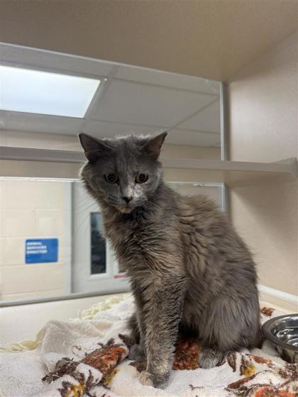 Enlarge Hope, a Adoptable Domestic Short Hair in Hutchinson, KS image 2/3