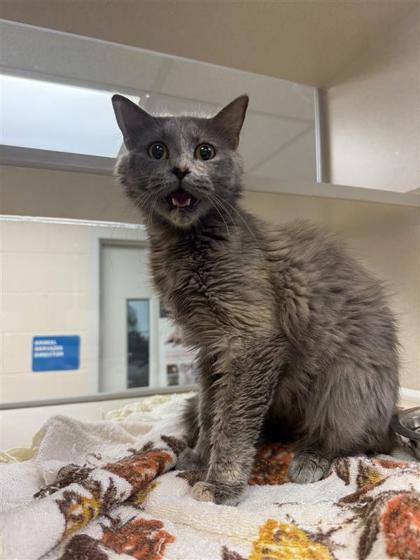 Enlarge Hope, a Adoptable Domestic Short Hair in Hutchinson, KS image 3/3