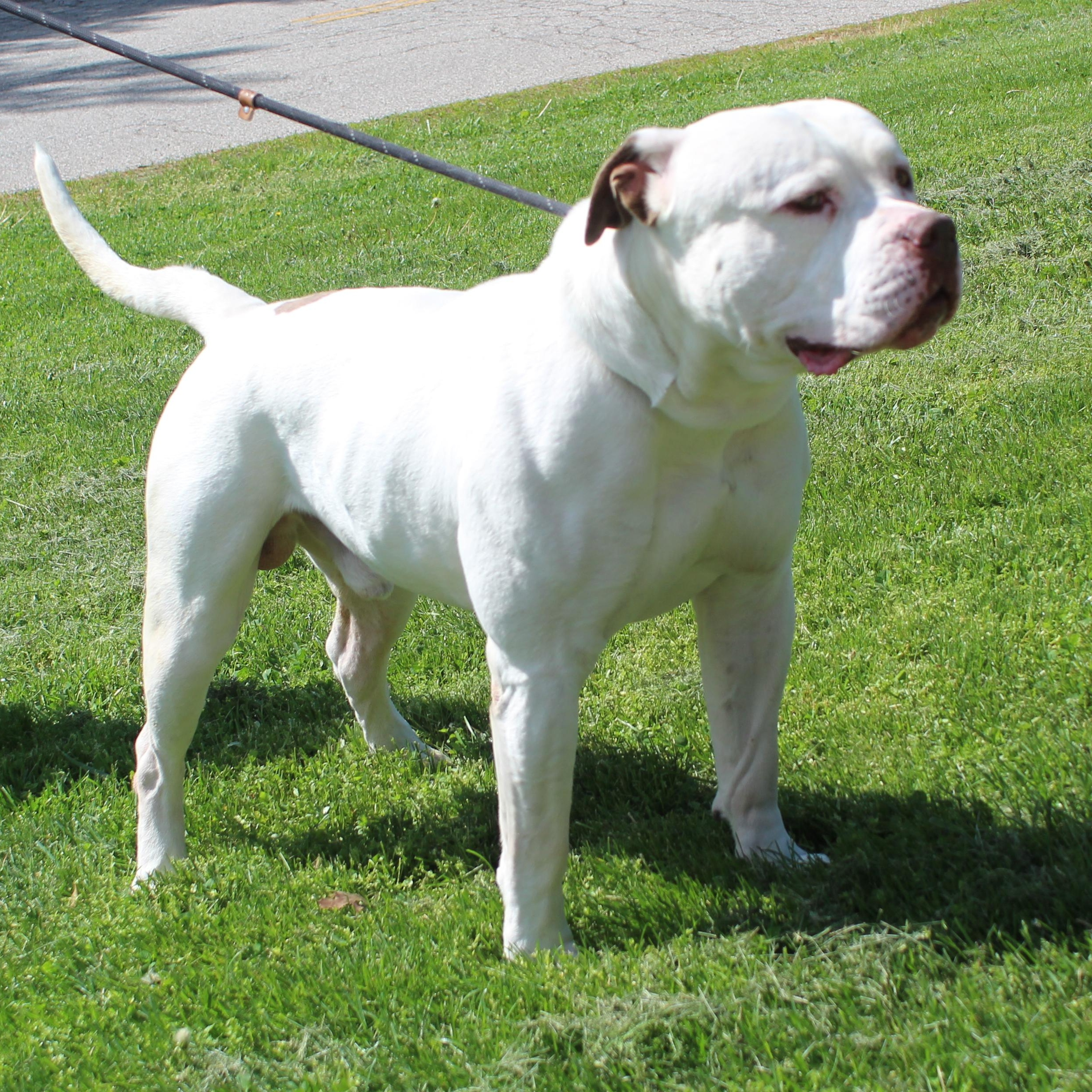 Samson (11761), adopted, Adult Male American Bulldog.