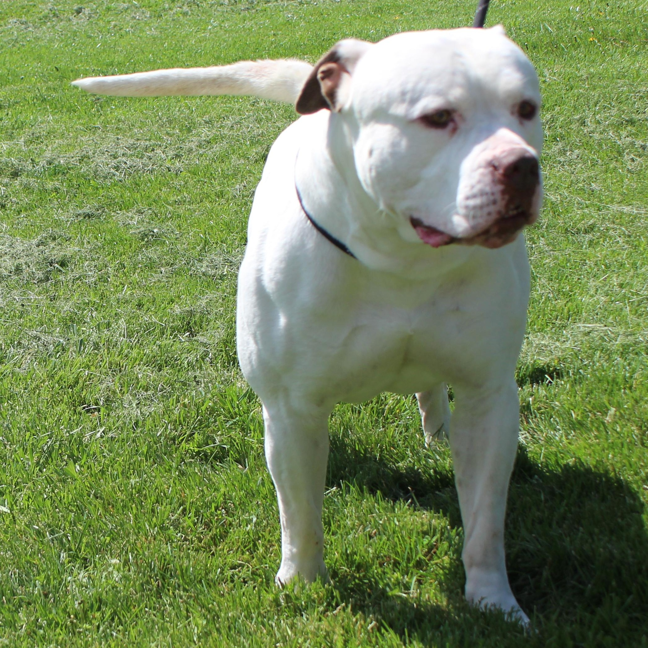 Enlarge Samson (11761), an adopted mixed breed in Heath, OH image 2/2