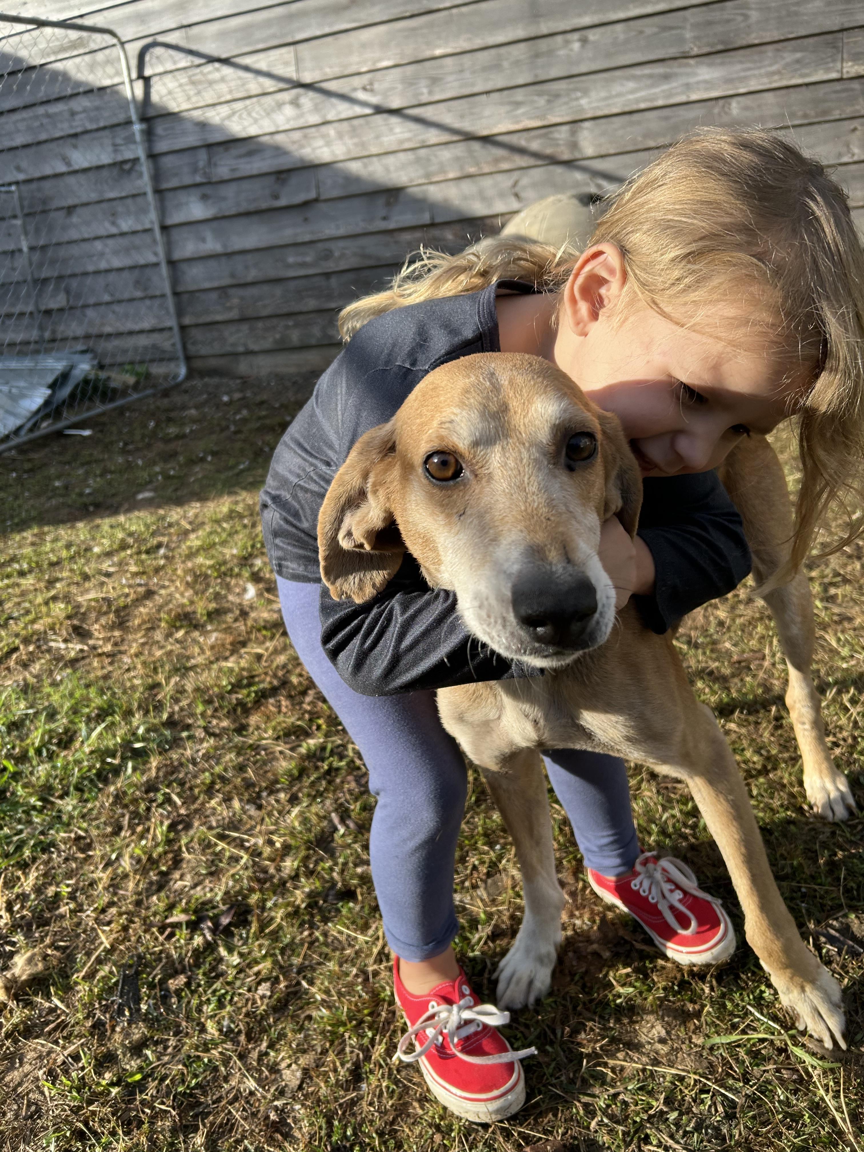 Enlarge Pinecone, a ADOPTABLE mixed breed in Cary, NC image 6/6