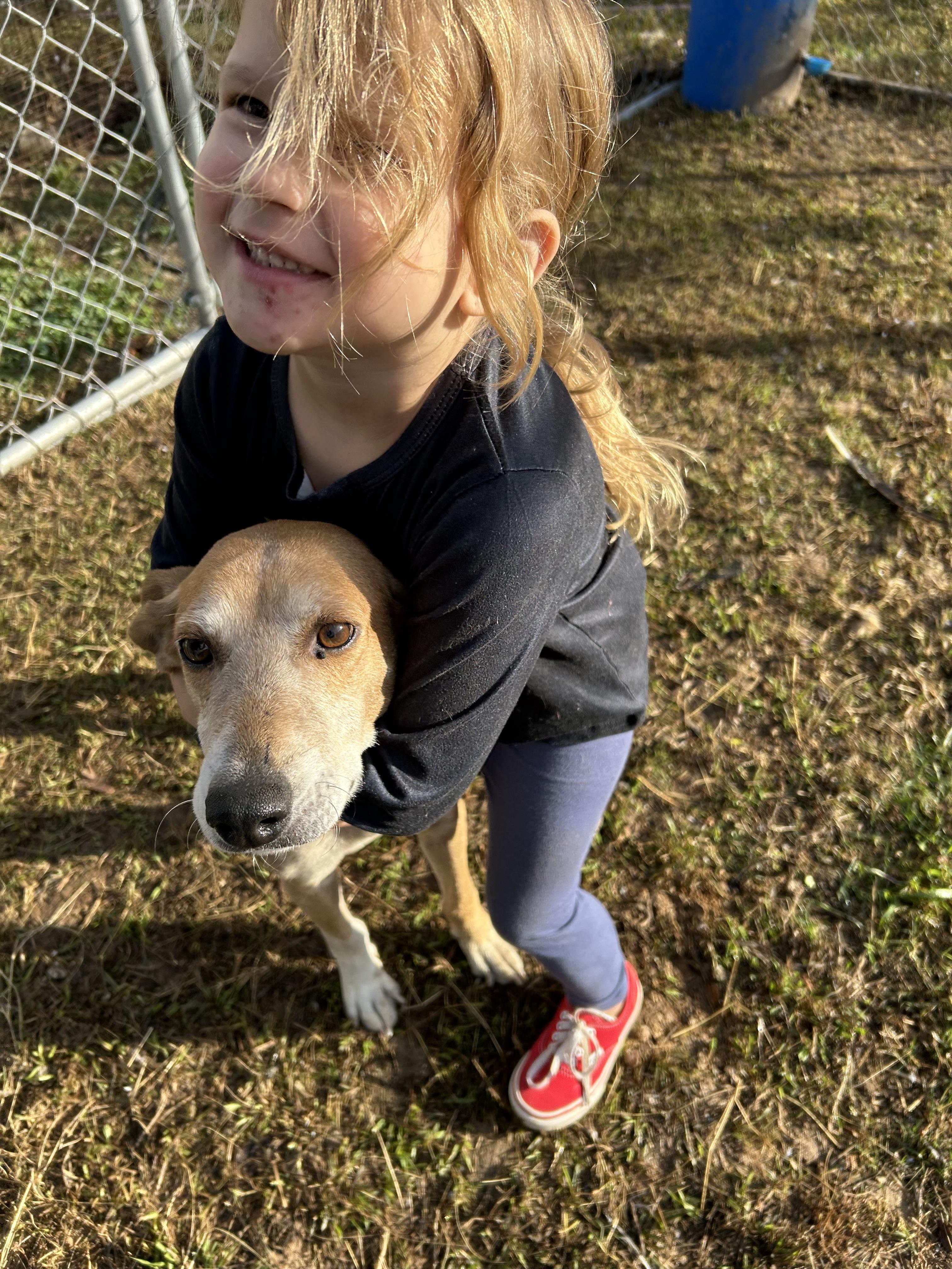 Enlarge Pinecone, a ADOPTABLE mixed breed in Cary, NC image 2/6