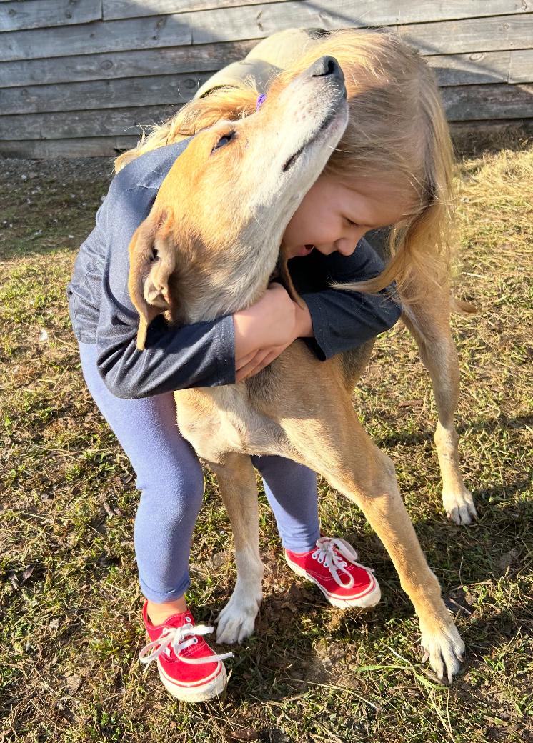 Enlarge Pinecone, a ADOPTABLE mixed breed in Cary, NC image 1/6