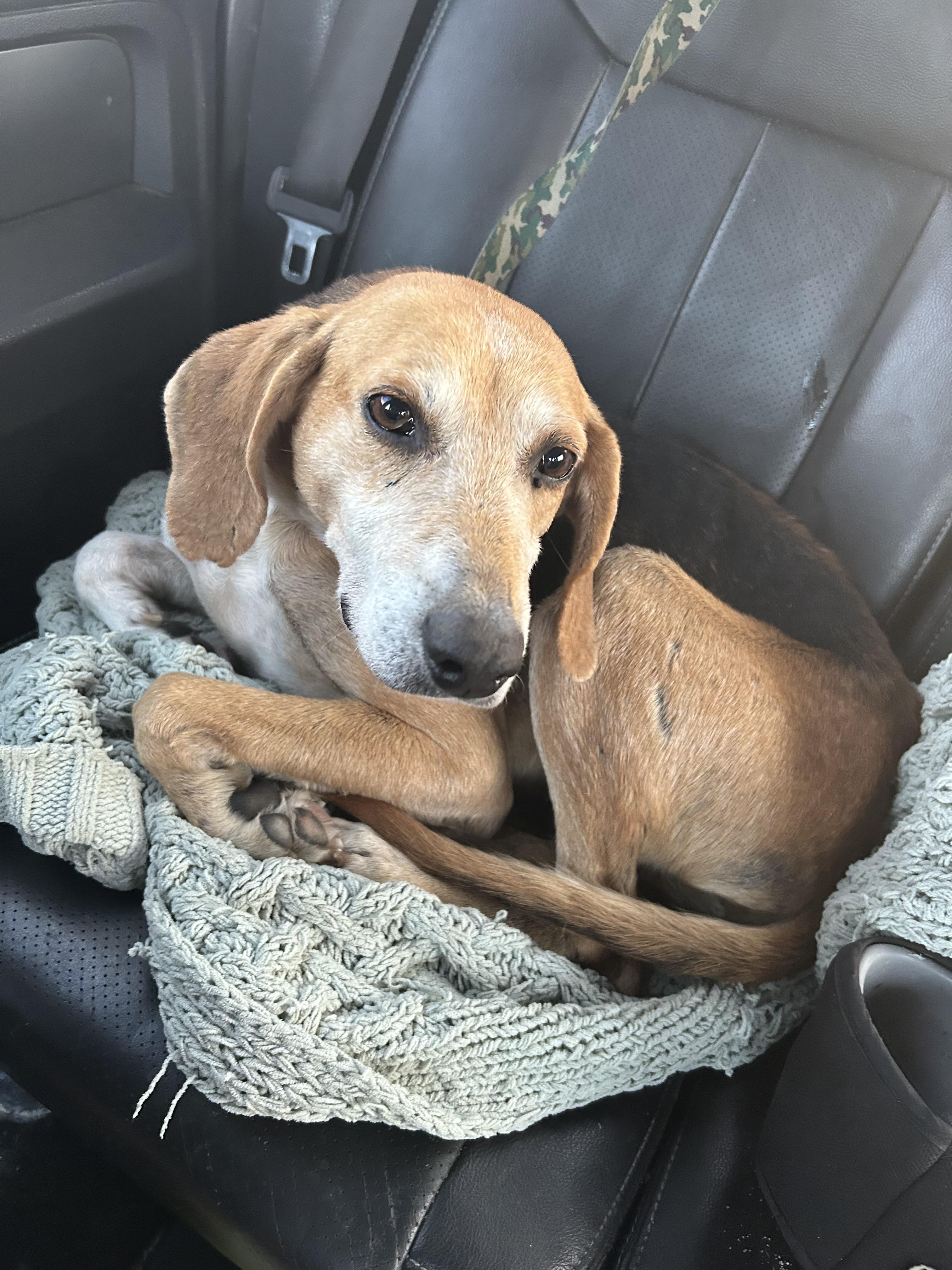 Enlarge Pinecone, a ADOPTABLE mixed breed in Cary, NC image 3/6