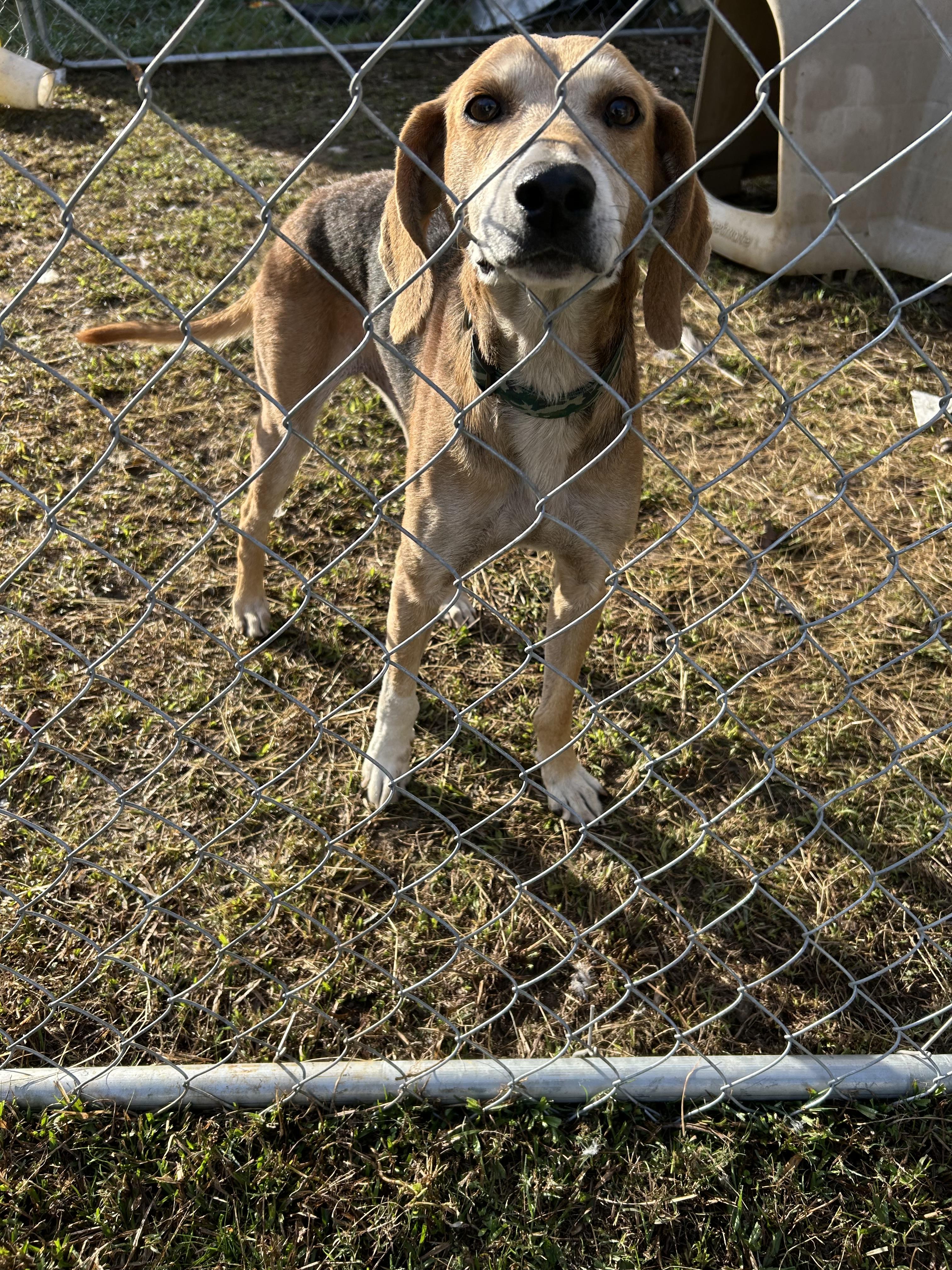 Enlarge Pinecone, a ADOPTABLE mixed breed in Cary, NC image 4/6