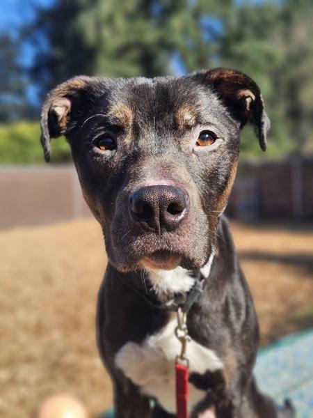 Bear, Adoptable, Adult Male Pit Bull Terrier.