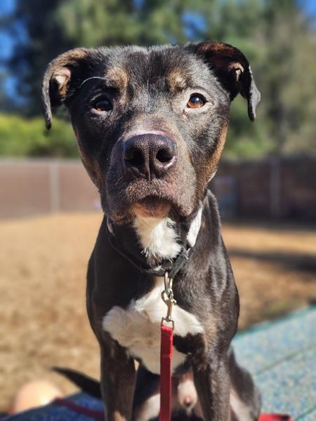 Bear, a Adoptable mixed breed in Vancouver, WA image 2/6