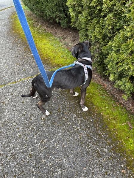 Bear, a Adoptable mixed breed in Vancouver, WA image 3/6
