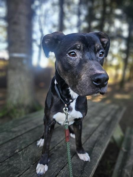 Bear, a Adoptable mixed breed in Vancouver, WA image 4/6