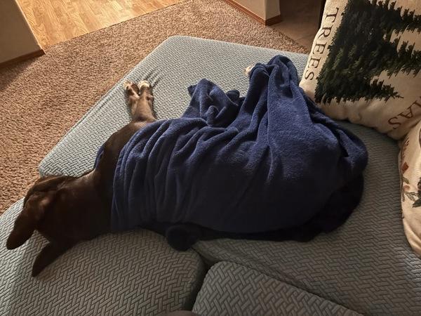 Bear, a Adoptable mixed breed in Vancouver, WA image 5/6