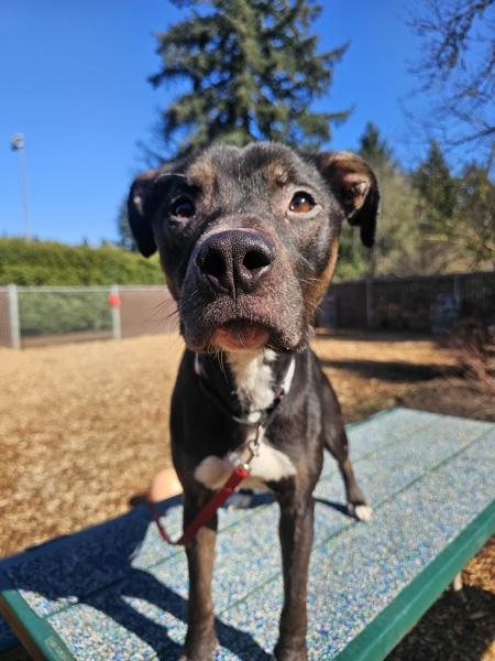 Bear, a Adoptable mixed breed in Vancouver, WA image 6/6