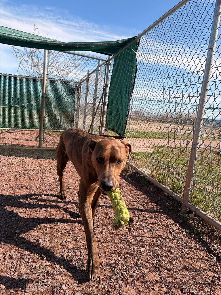 Hercules, a Adoptable mixed breed in Ashland, WI image 1/6