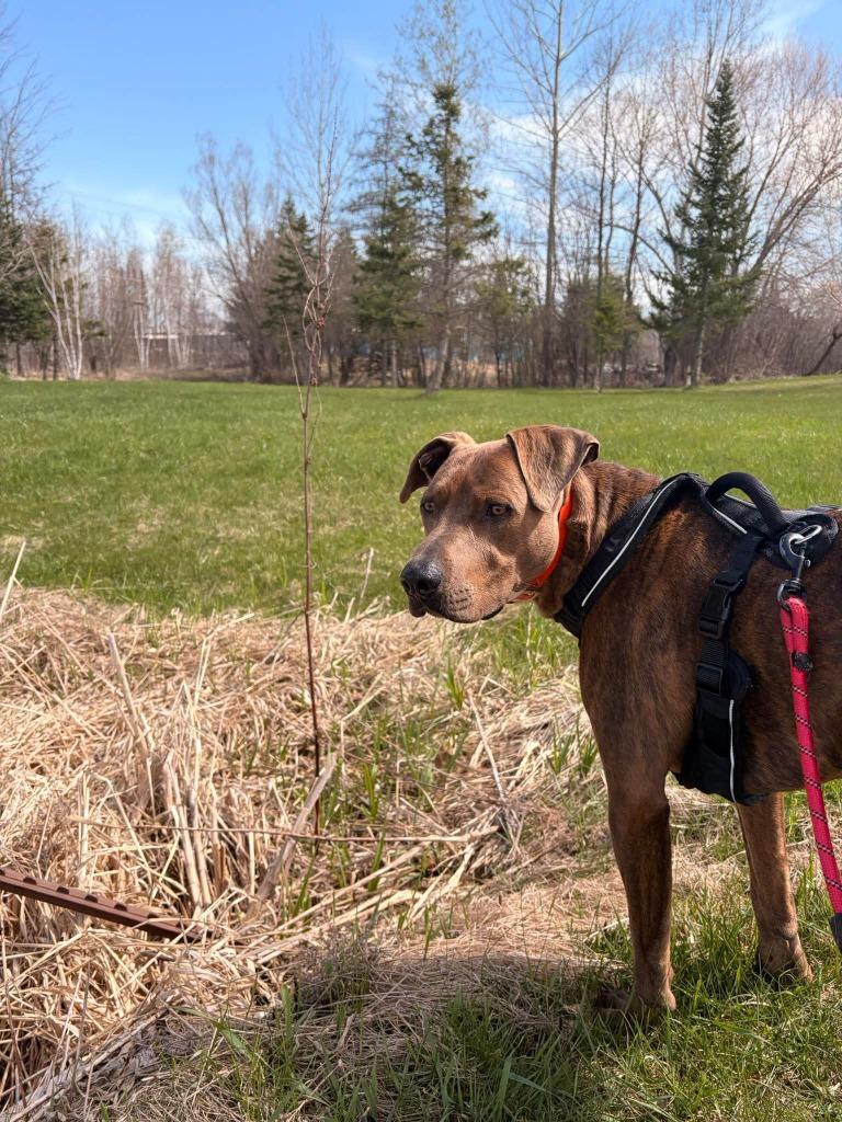 Hercules, a Adoptable mixed breed in Ashland, WI image 2/6