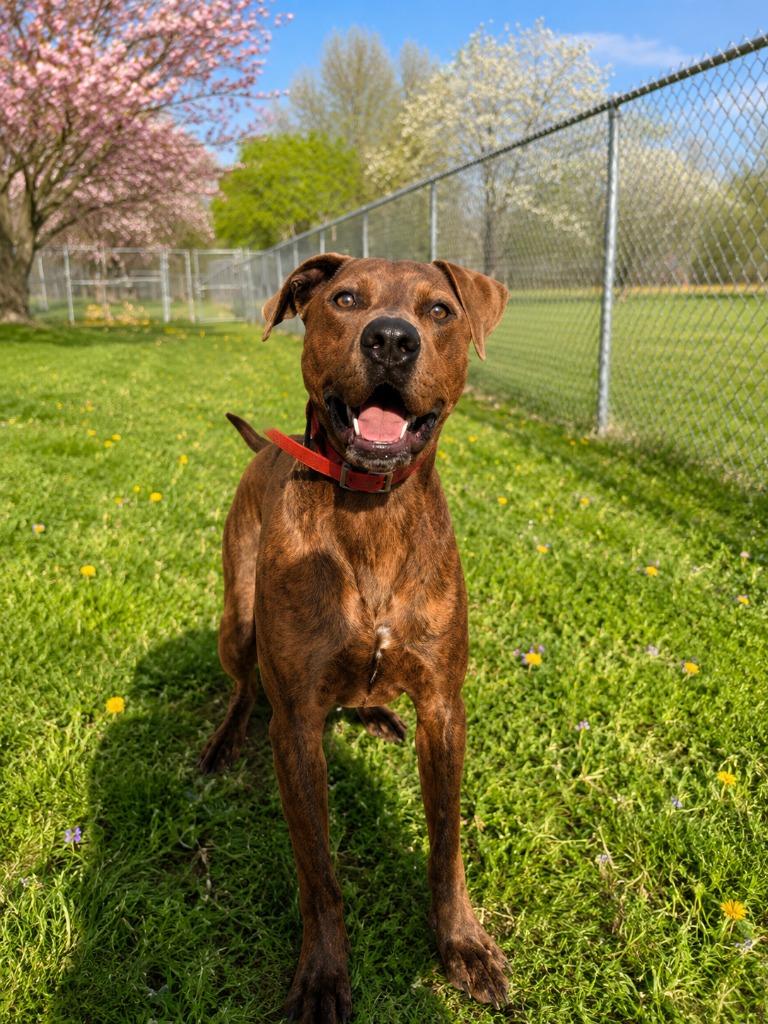 Hercules, a Adoptable mixed breed in Ashland, WI image 3/6