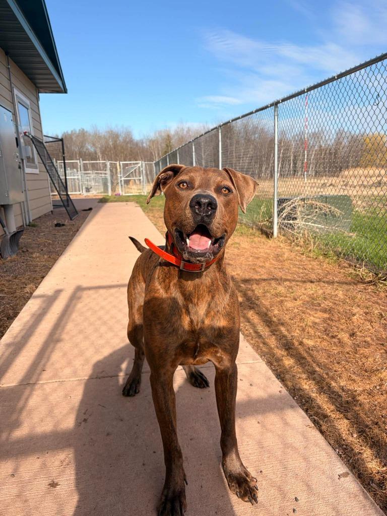 Hercules, a Adoptable mixed breed in Ashland, WI image 4/6