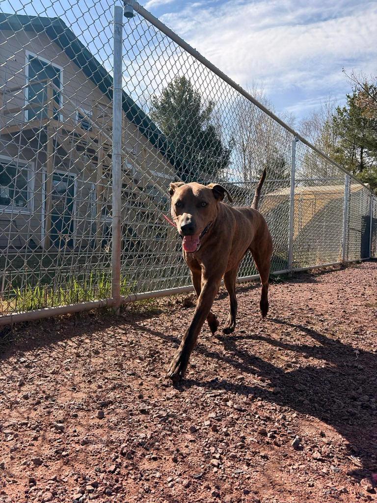 Hercules, a Adoptable mixed breed in Ashland, WI image 5/6