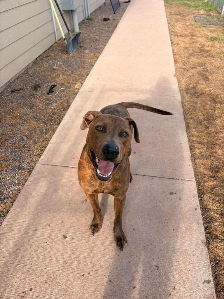 Hercules, a Adoptable mixed breed in Ashland, WI image 6/6