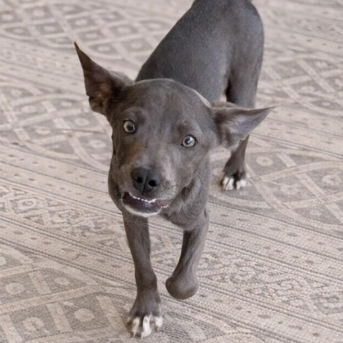 Dobby, Adoptable, Puppy Male American Staffordshire Terrier & Boston Terrier.