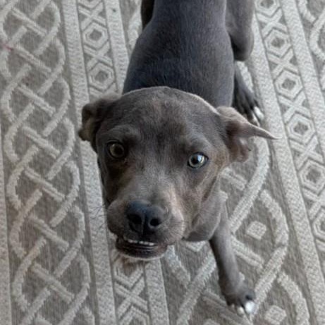 Enlarge Dobby, a Adoptable mixed breed in Concord, NC image 2/3