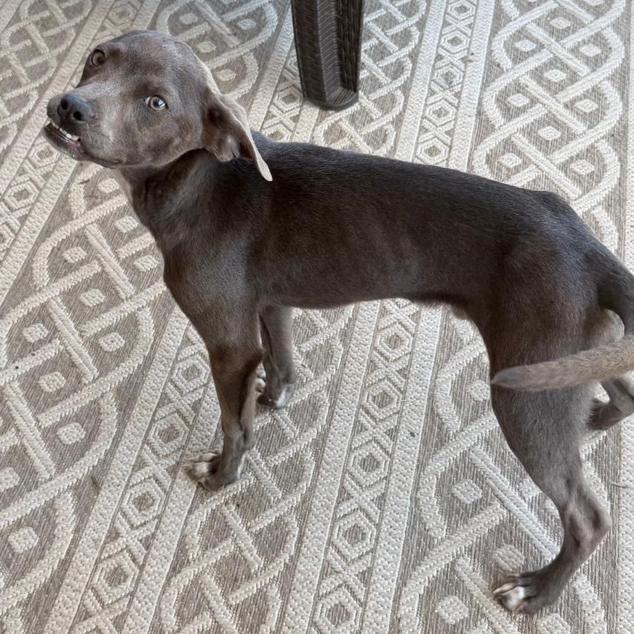 Enlarge Dobby, a Adoptable mixed breed in Concord, NC image 3/3