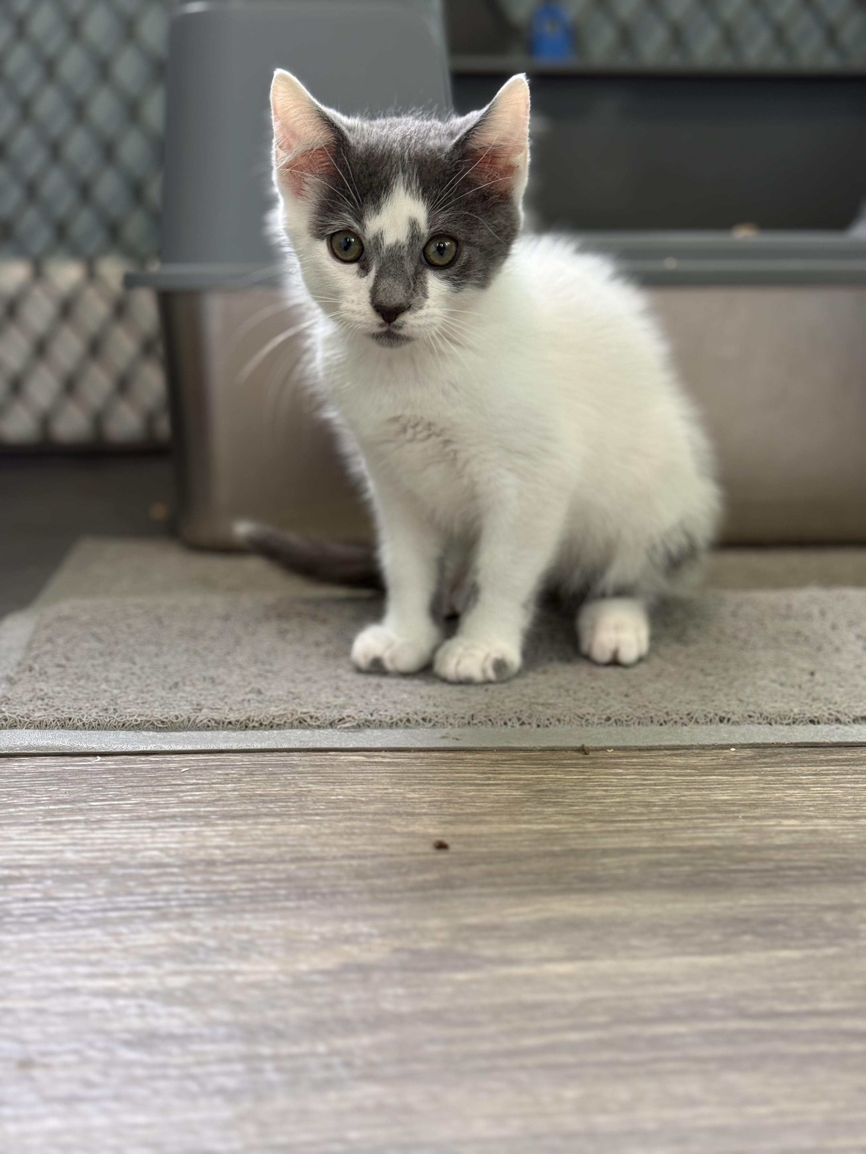 Enlarge Sega, a ADOPTABLE Domestic Short Hair in Milwaukee, WI image 5/6