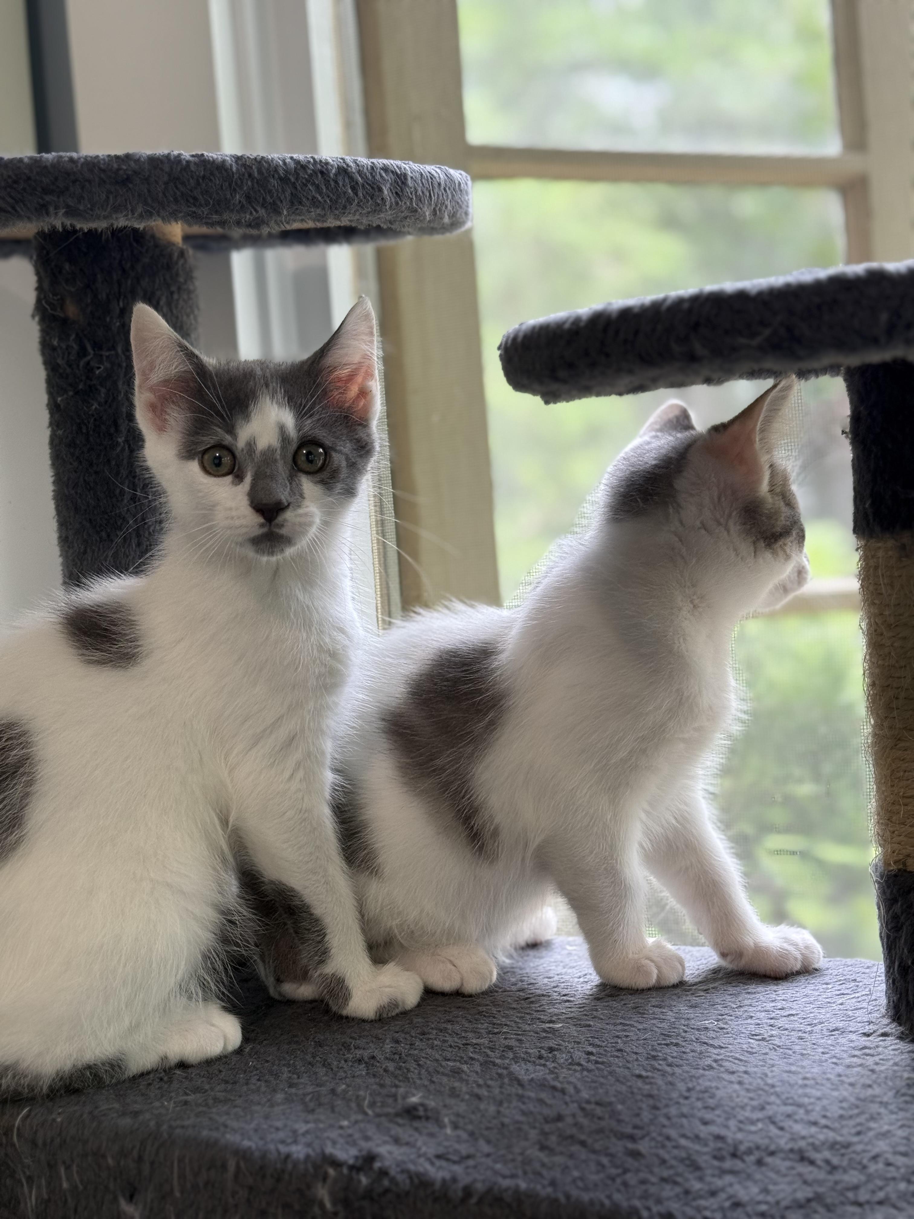 Enlarge Sega, a ADOPTABLE Domestic Short Hair in Milwaukee, WI image 6/6