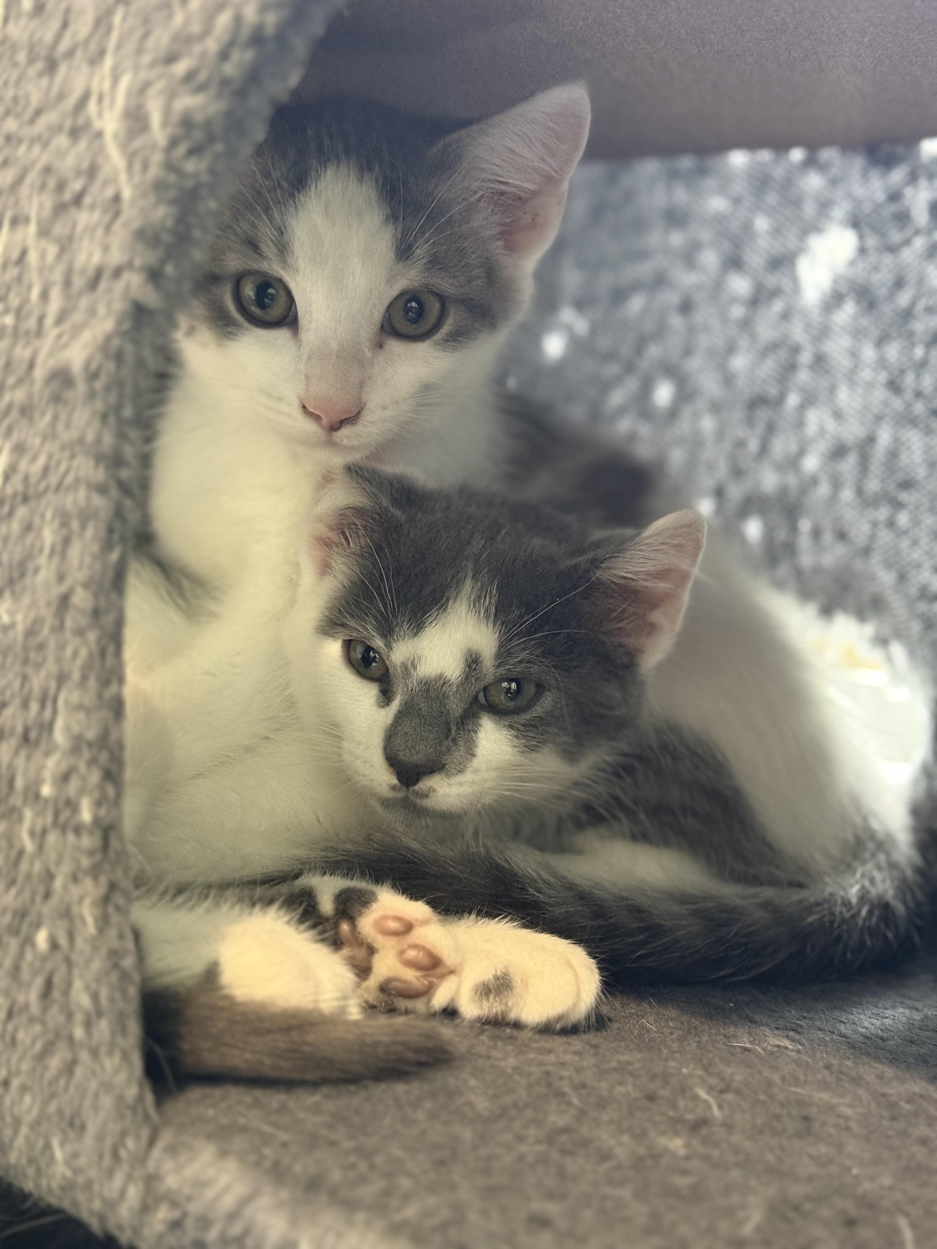 Enlarge Sega, a ADOPTABLE Domestic Short Hair in Milwaukee, WI image 3/6