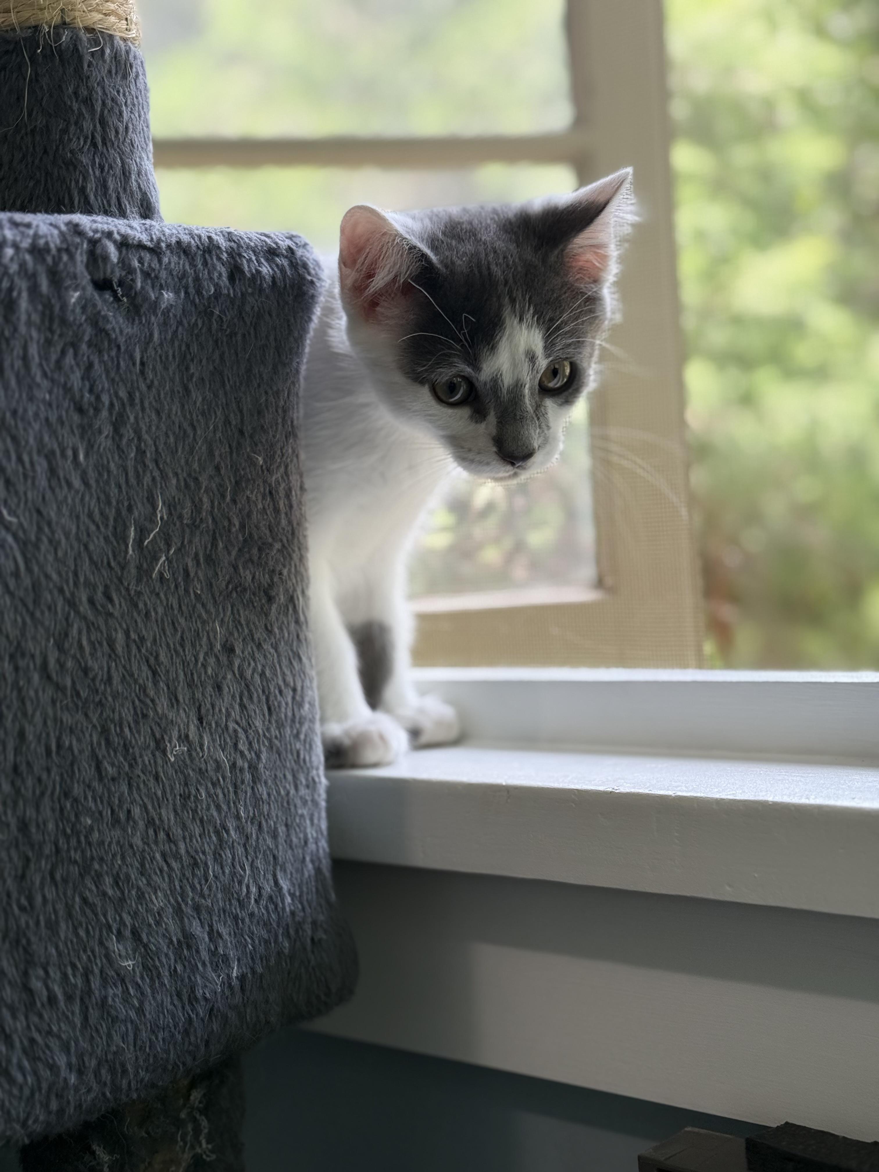 Enlarge Sega, a ADOPTABLE Domestic Short Hair in Milwaukee, WI image 2/6