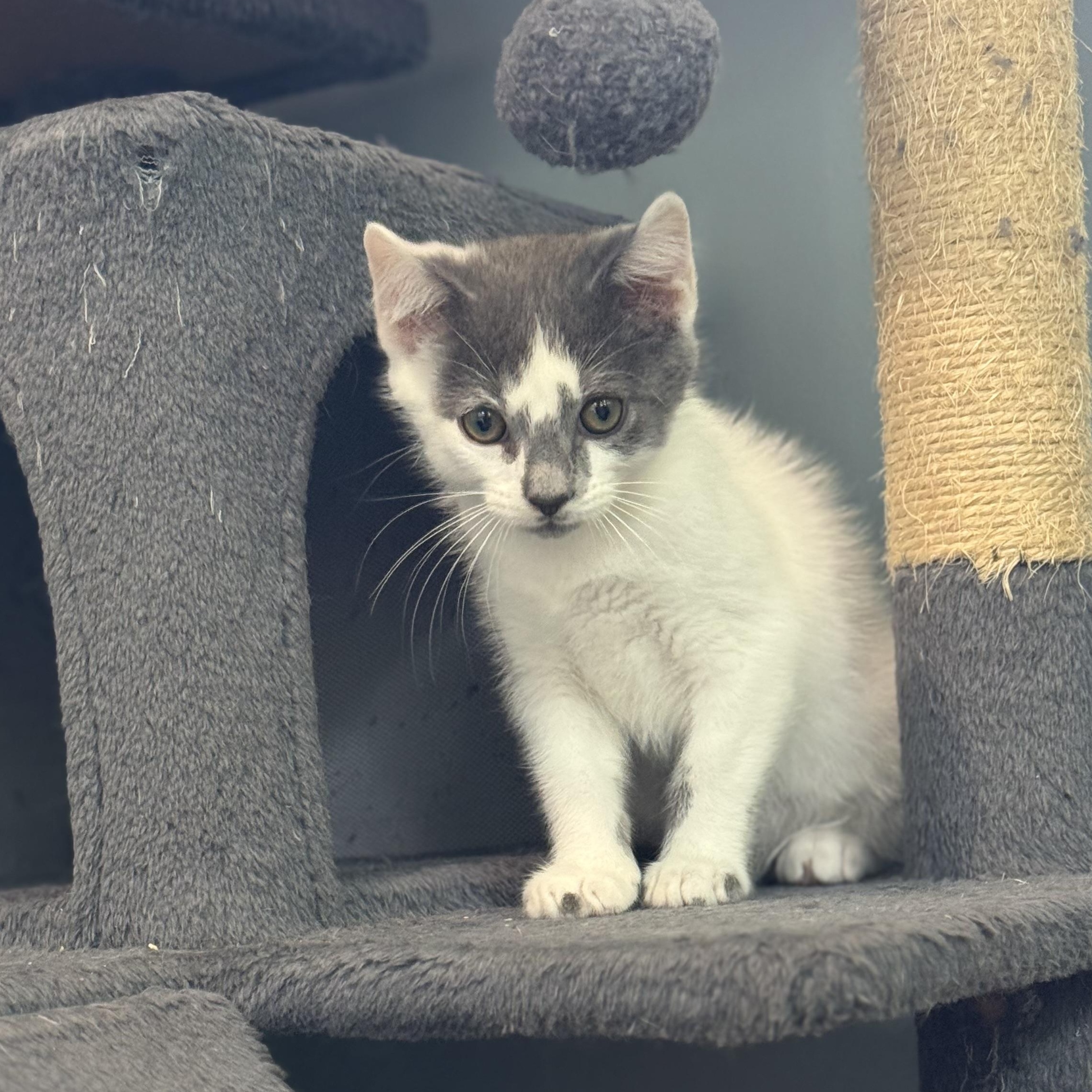Sega, ADOPTABLE, Kitten Male Domestic Short Hair.