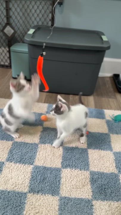 Enlarge Sega, a ADOPTABLE Domestic Short Hair in Milwaukee, WI video 4/6