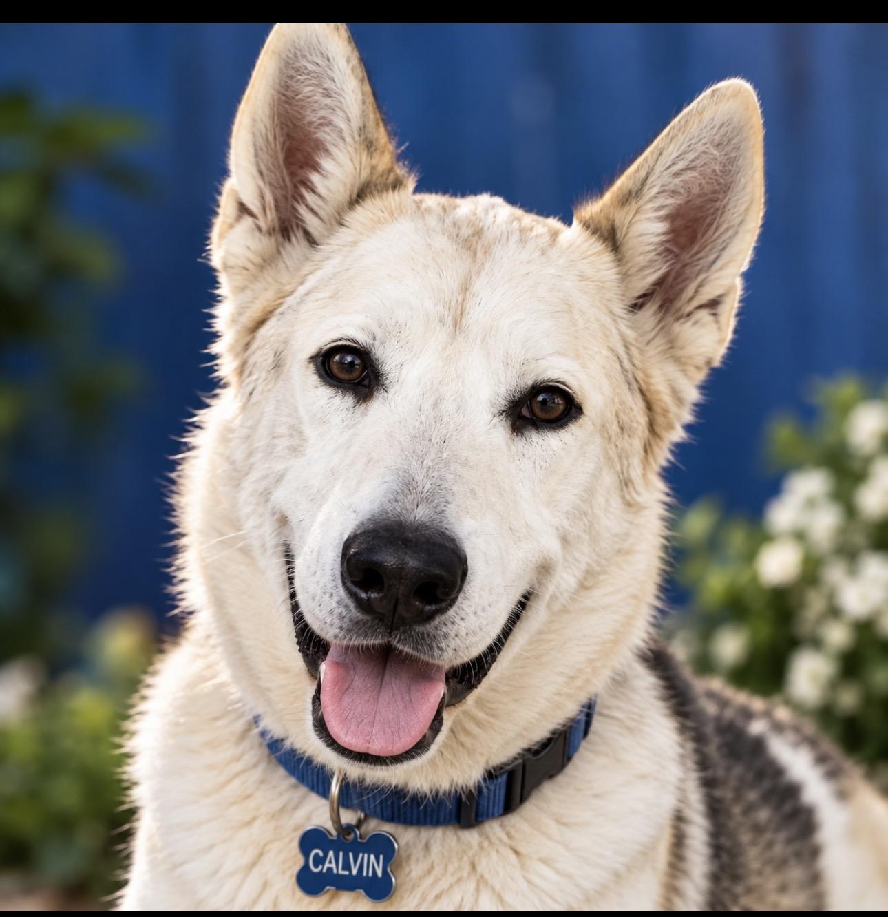 Enlarge Calvin, a Adoptable mixed breed in CUMMING, GA image 1/5