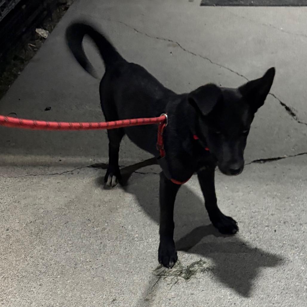 Damien, ADOPTABLE, Young Male German Shepherd Dog.